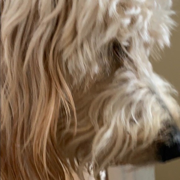 Meet your Posher, Robin - Picture 1 of 1